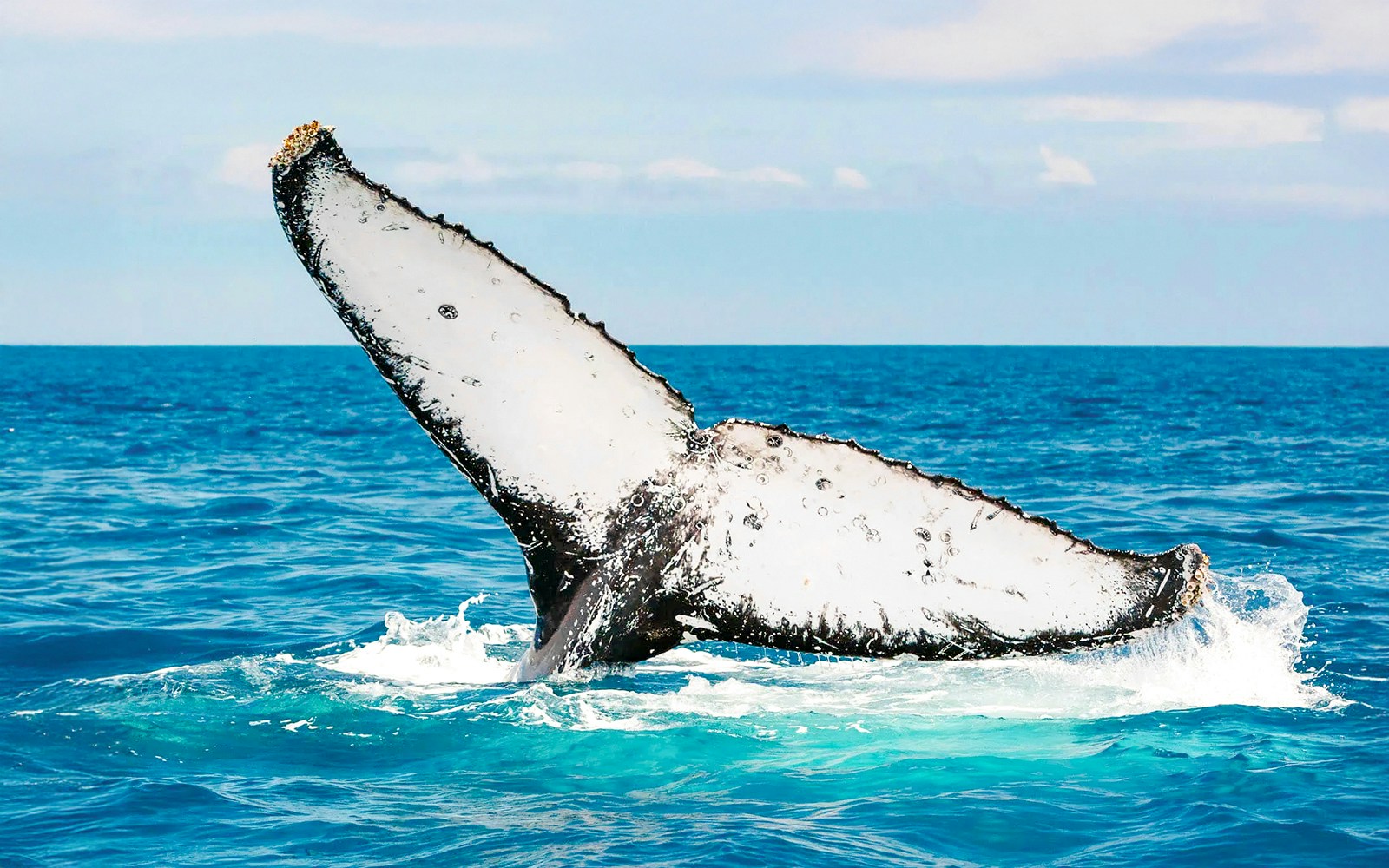 Whale tail breaching water near Fraser Island, K'gari, during whale watching tour.