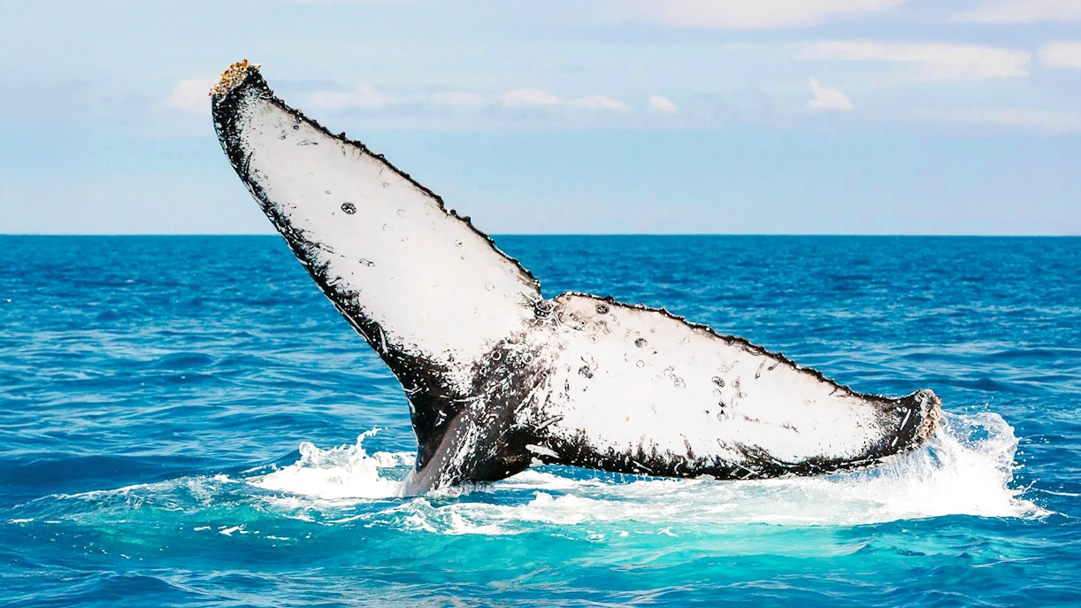 Whale tail breaching water near Fraser Island, K'gari, during whale watching tour.