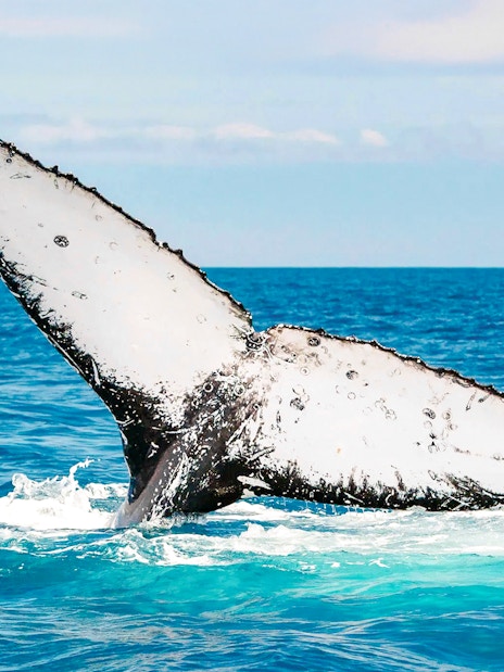 Whale tail breaching water near Fraser Island, K'gari, during whale watching tour.