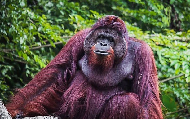 Orangutan at Zoo Melaka, part of Combo: Zoo Melaka + Menara Taming Sari Tickets.