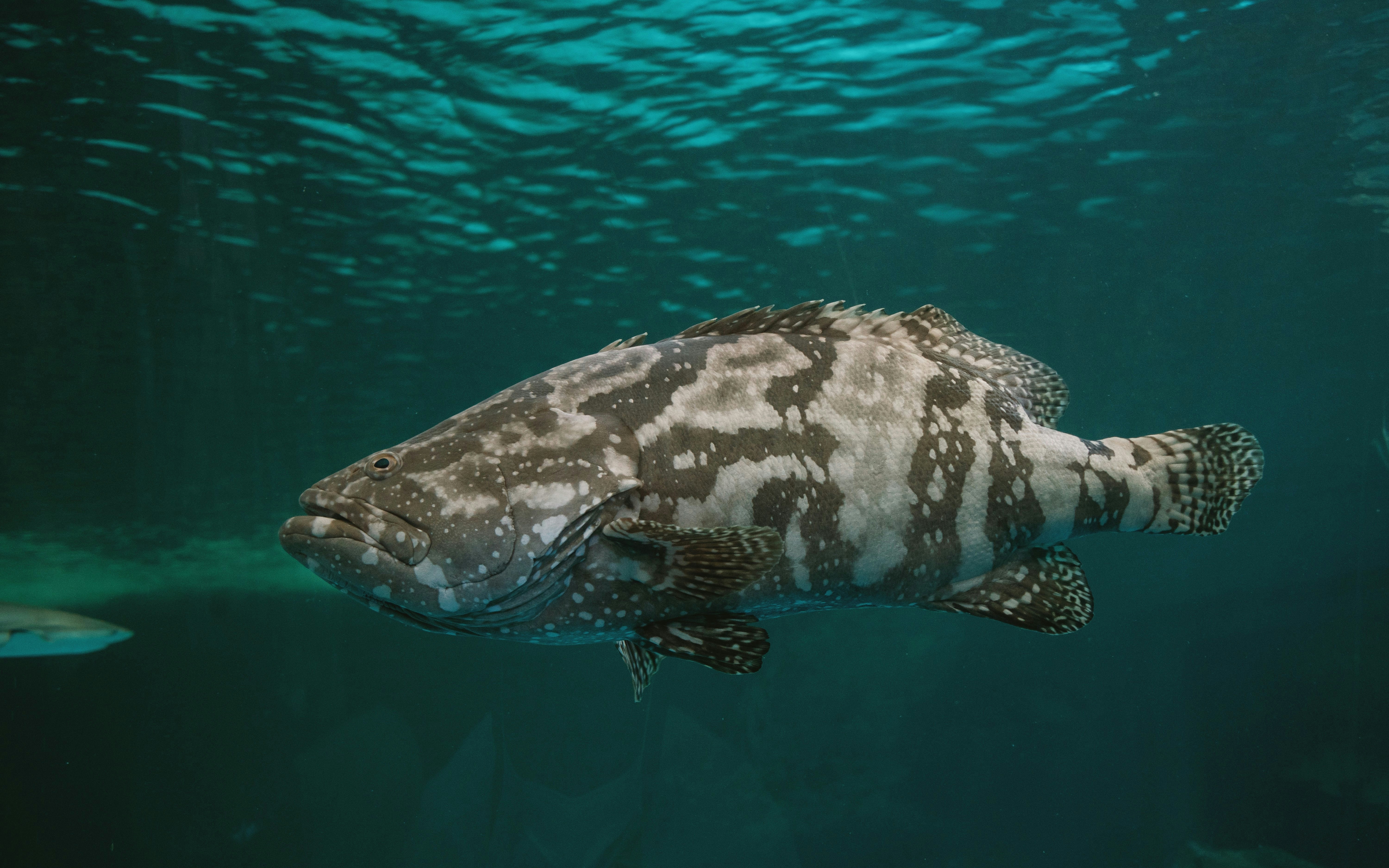 Giant grouper swimming in a deep blue aquarium.
