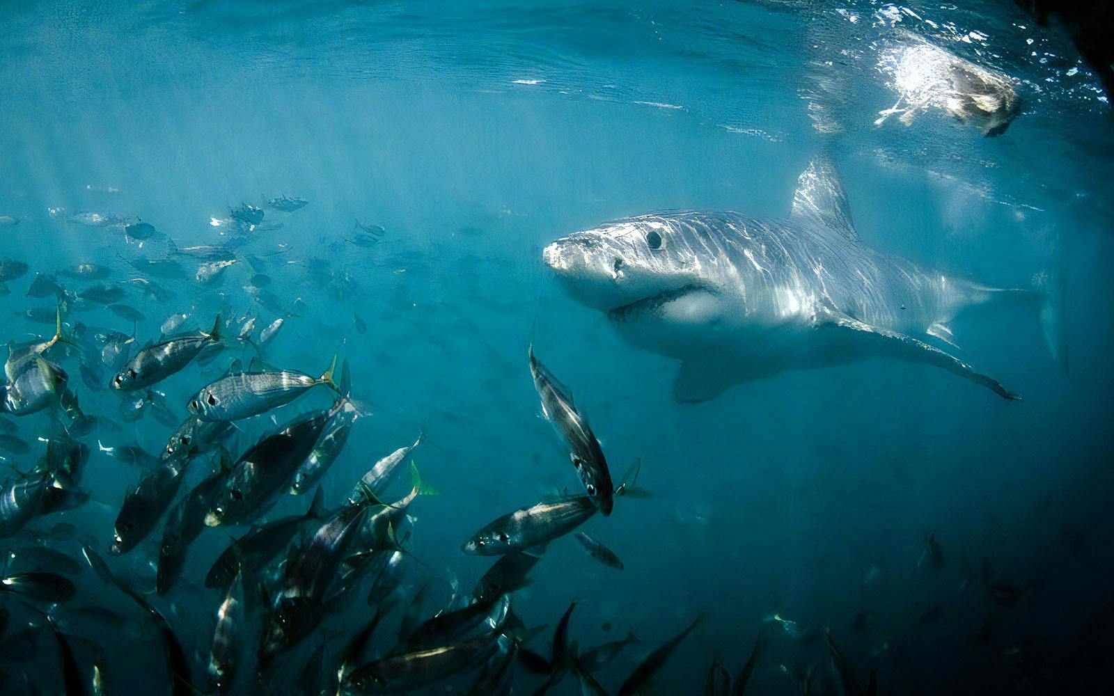 Great white shark swimming near a school of fish during a cage diving excursion in Gansbaai.