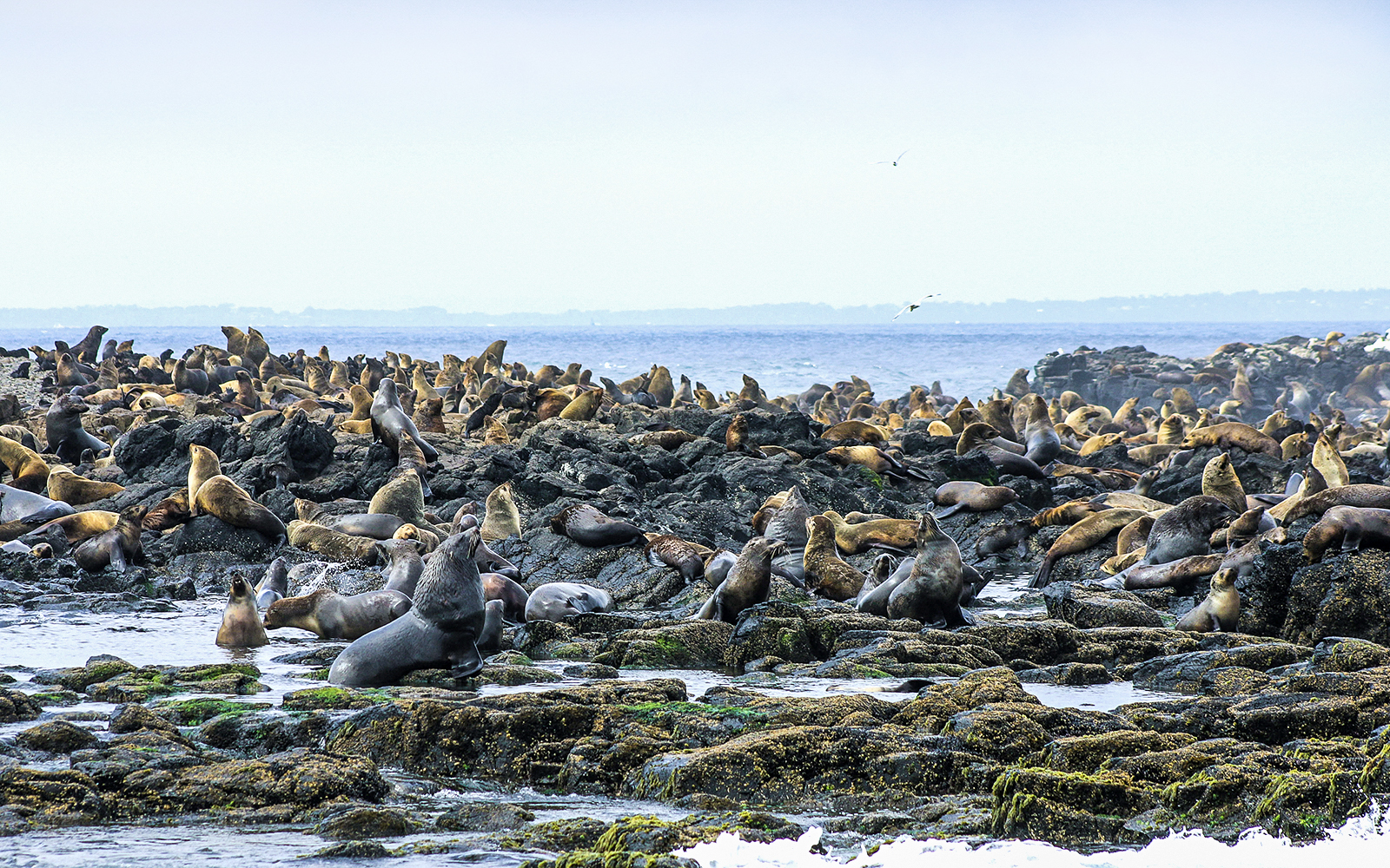 Seals resting on rocky shore during Phillip Island afternoon cruise.