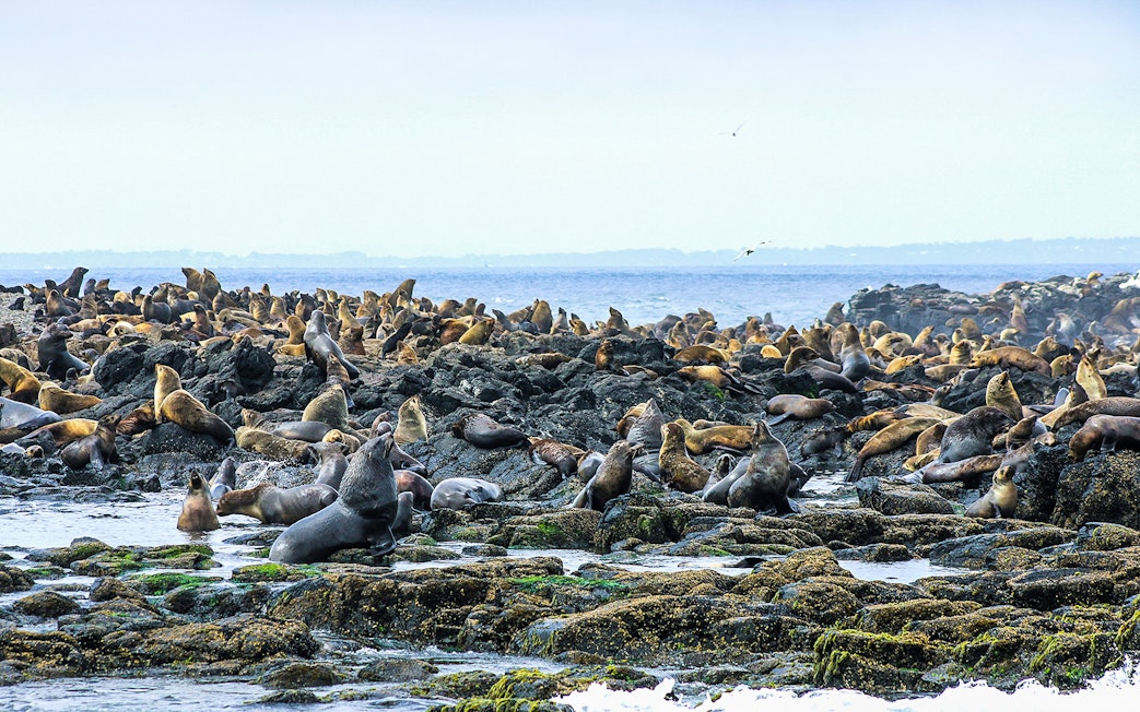Seals resting on rocky shore during Phillip Island afternoon cruise.