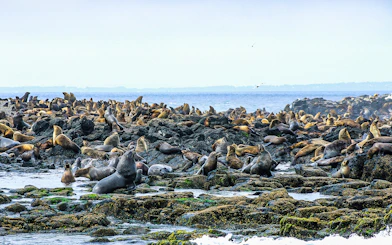 Seals resting on rocky shore during Phillip Island afternoon cruise.