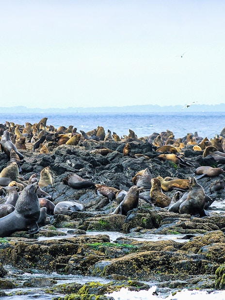 Seals resting on rocky shore during Phillip Island afternoon cruise.