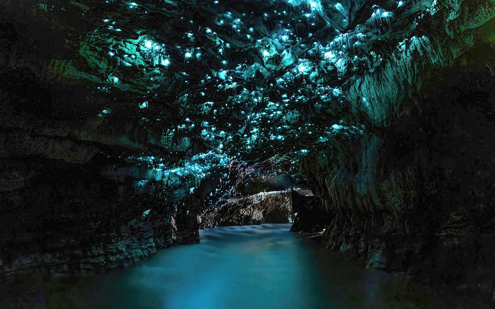 Glowworms illuminate Waitomo Caves' ceiling, casting a blue glow over the water on an Auckland tour.