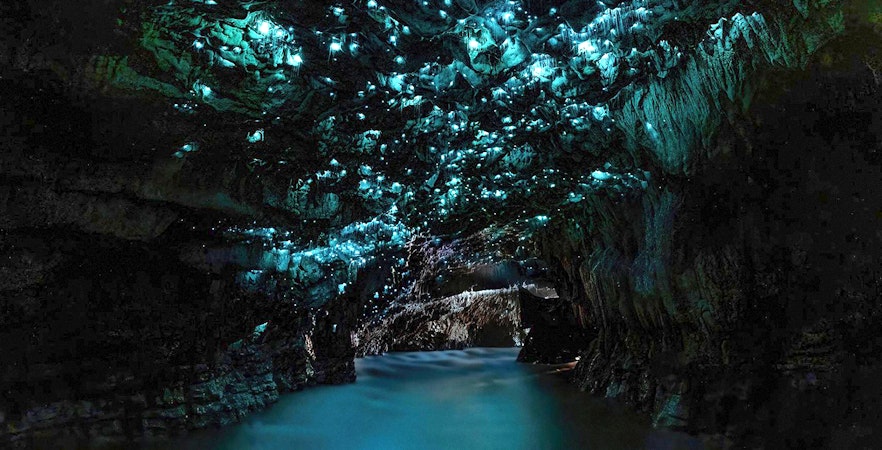 Glowworms illuminate Waitomo Caves' ceiling, casting a blue glow over the water on an Auckland tour.