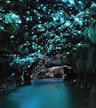 Cavernas de Waitomo Glowworms