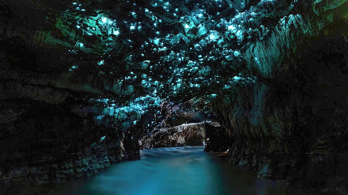 Glowworms illuminate Waitomo Caves' ceiling, casting a blue glow over the water on an Auckland tour.
