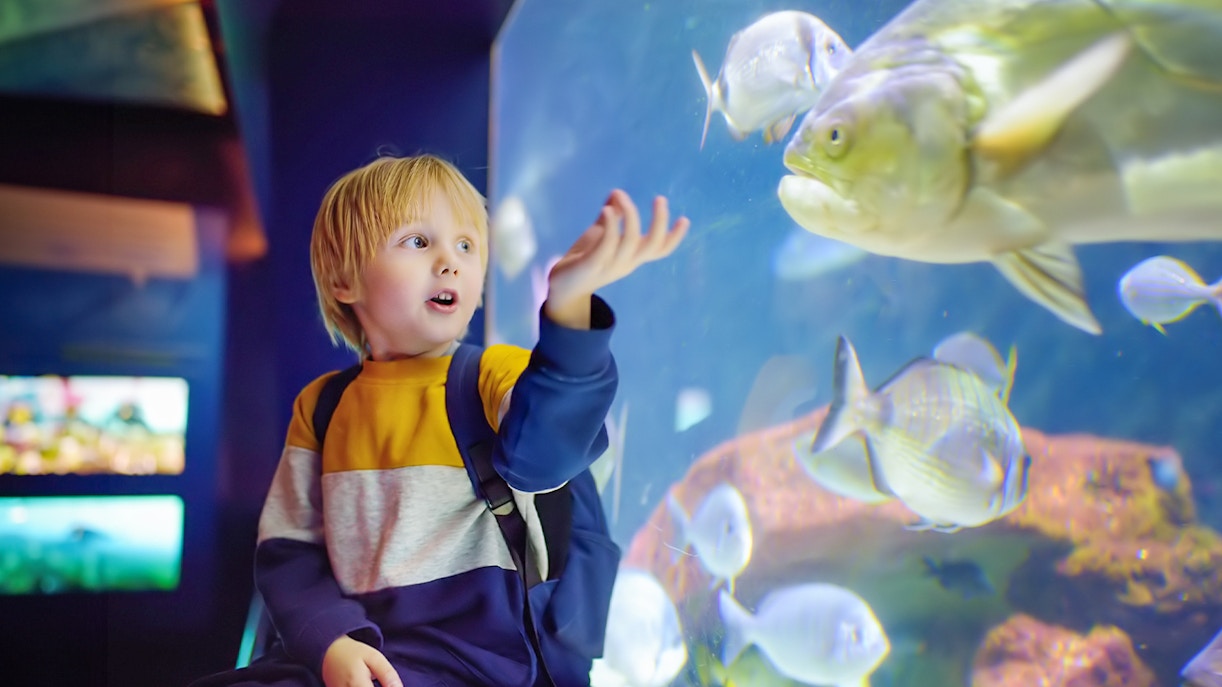 Cute Kid admiring th fishes at Seville Aquarium