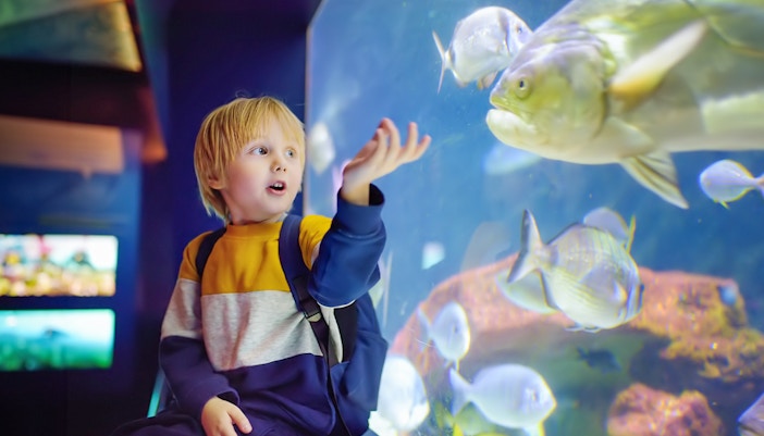 Child observing fish at Seville Aquarium.