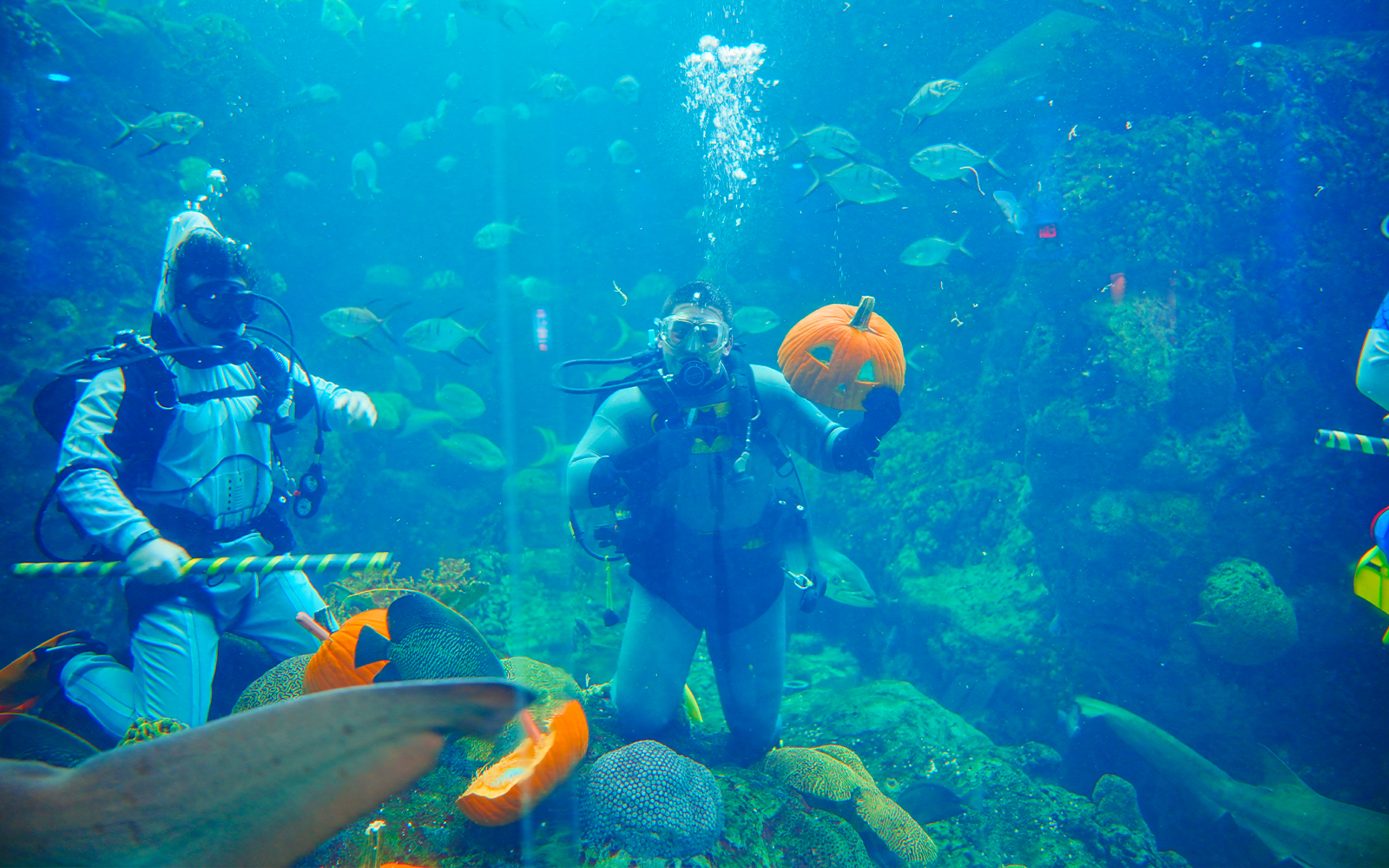 Scuba divers with pumpkin in Florida Aquarium's Halloween-themed fishing tank.