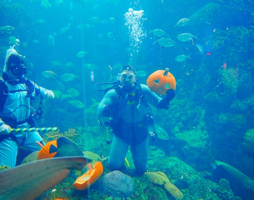 Scuba divers with pumpkin in Florida Aquarium's Halloween-themed fishing tank.