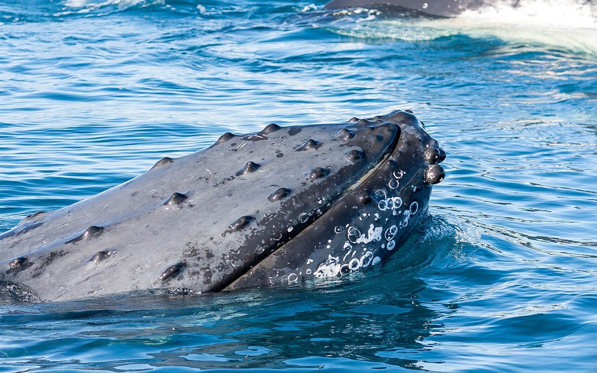 Humpback whale head with tubercles surfaces in Jervis Bay waters.