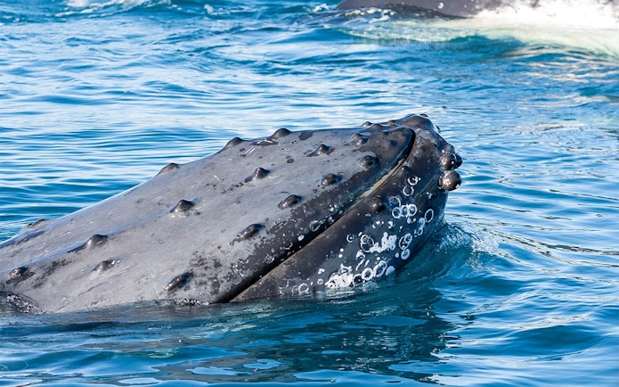 Humpback whale head with tubercles surfaces in Jervis Bay waters.