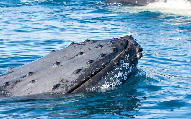 Humpback whale head with tubercles surfaces in Jervis Bay waters.