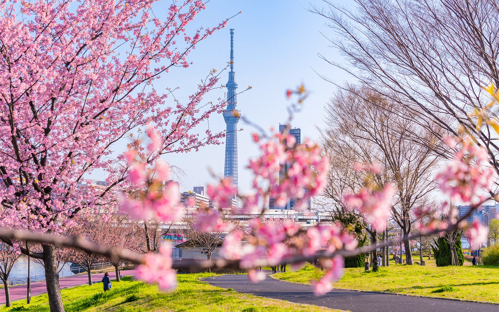 Cherry blossoms in full bloom with Tokyo Skytree in the background from Sumida Park.