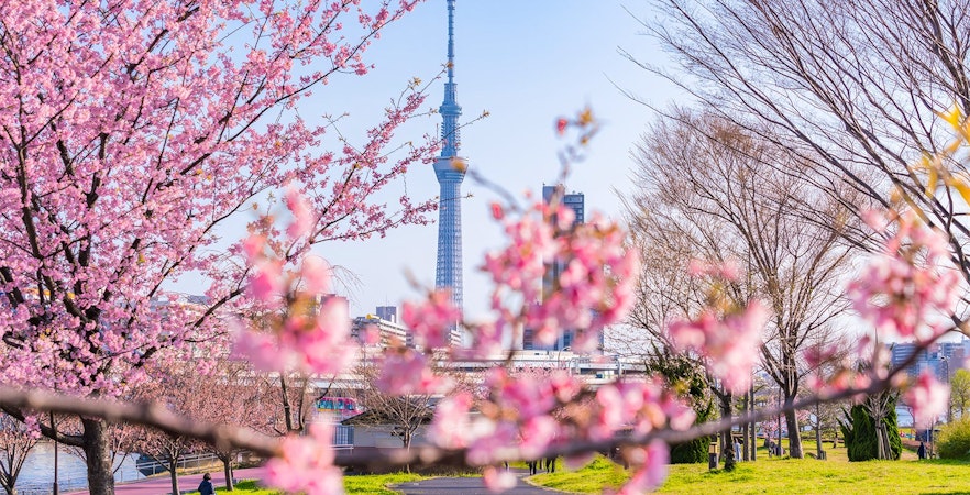 Cherry blossoms in full bloom with Tokyo Skytree in the background from Sumida Park.