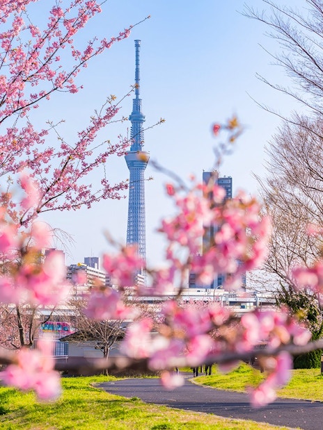 Cherry blossoms in full bloom with Tokyo Skytree in the background from Sumida Park.