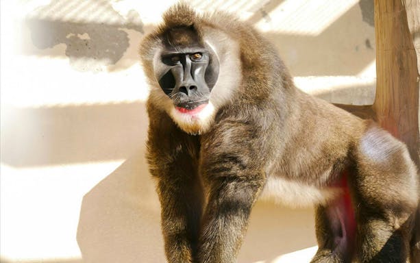 Drill monkey at Tennoji Zoo, Japan.