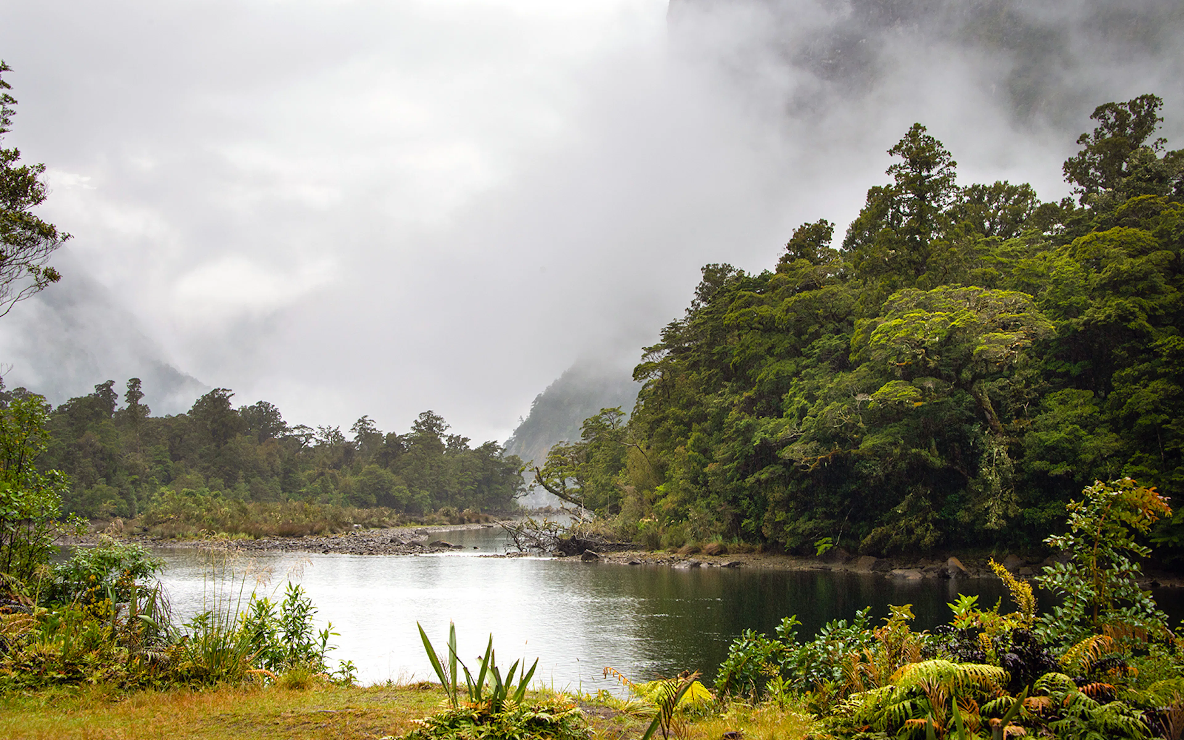 Mist over lush forest and calm water at Sandfly Point, Milford Sound.