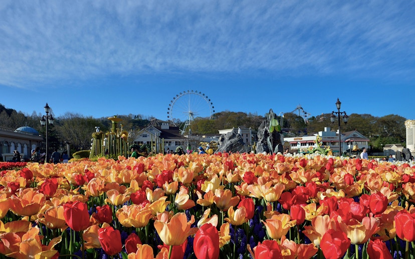 Tulip garden with Ferris wheel in Everland Theme Park, South Korea.