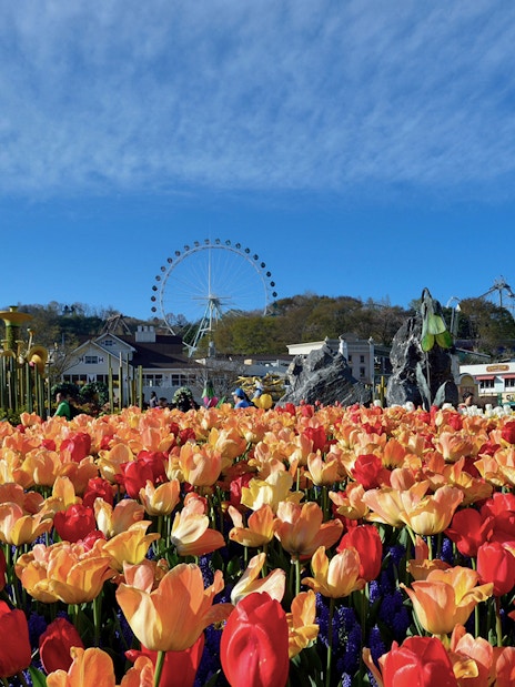 Tulip garden with Ferris wheel in Everland Theme Park, South Korea.