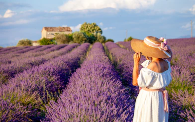 Lavender fields in Provence, France, with a person in a hat walking through the vibrant blooms.