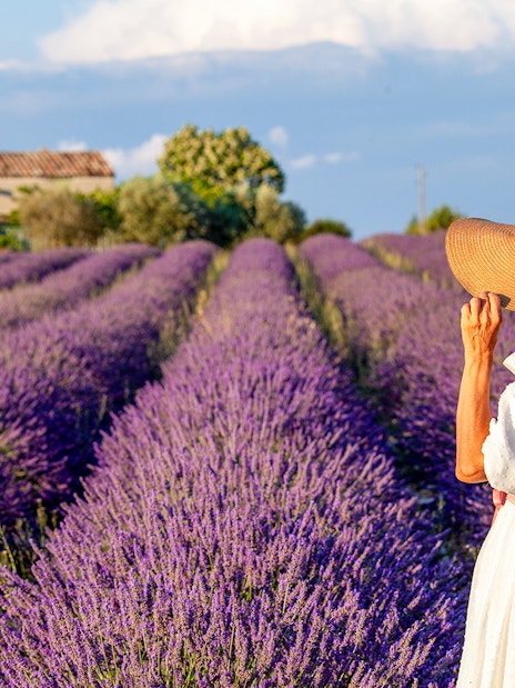 Lavender fields in Provence, France, with a person in a hat walking through the vibrant blooms.