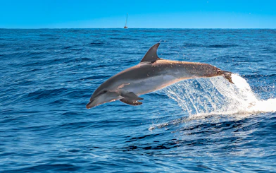 Bottlenose dolphin leaping from the water in Tenerife.