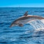 Bottlenose dolphin sightings