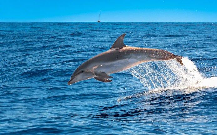 Bottlenose dolphin leaping from the water in Tenerife.