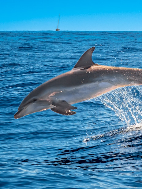 Bottlenose dolphin leaping from the water in Tenerife.