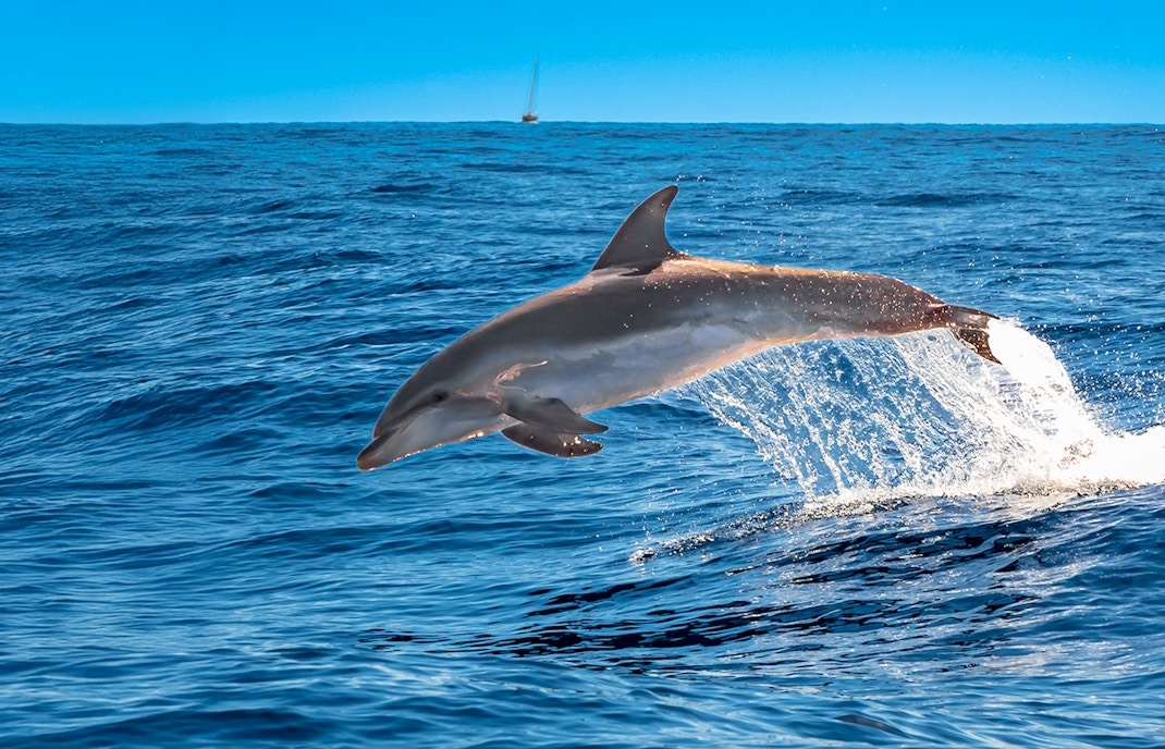 Bottlenose dolphin leaping from ocean in Tenerife.