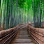 Pădurea de bambus Sagano