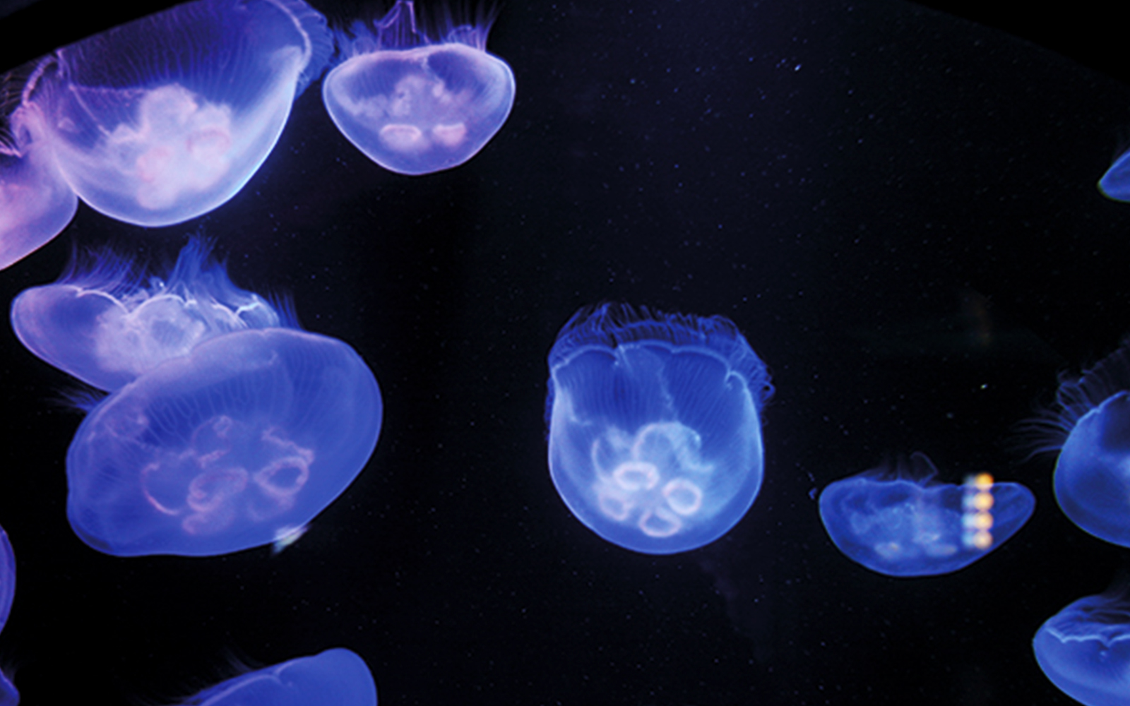 Dive Deeper, Dive Longer at SEA LIFE Timmendorfer Strand