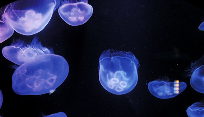 Dive Deeper, Dive Longer at SEA LIFE Timmendorfer Strand