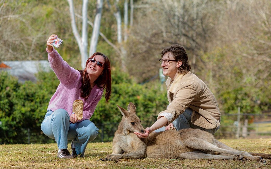 Tourists feeding a kangaroo at Lone Pine Koala Sanctuary.