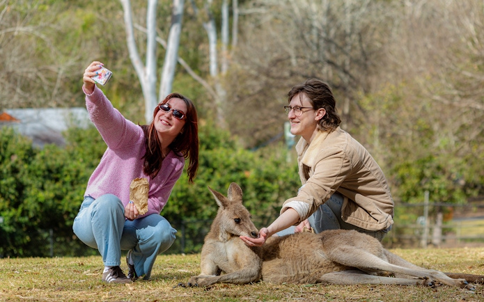 Tourists feeding a kangaroo at Lone Pine Koala Sanctuary.