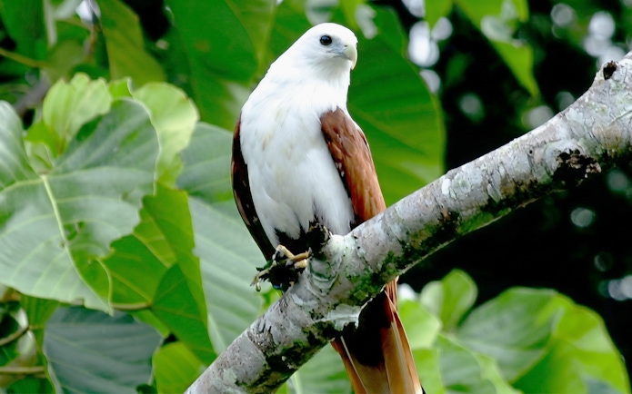 Bird perched on a branch in Daintree Rainforest during Bruce Belchers Daintree River Cruises.