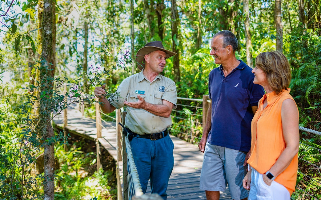 Guide explaining plants to tourists on a Kuranda rainforest boardwalk tour.