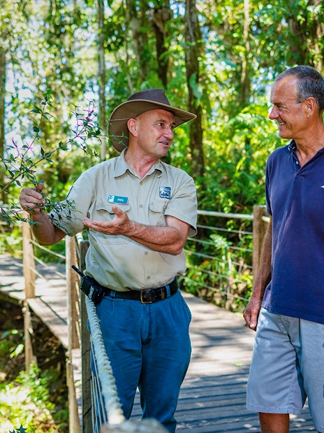 Guide explaining plants to tourists on a Kuranda rainforest boardwalk tour.