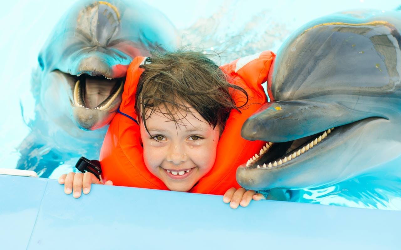 experiență premium de înot cu delfinii, de 5 minute - hurghada-2