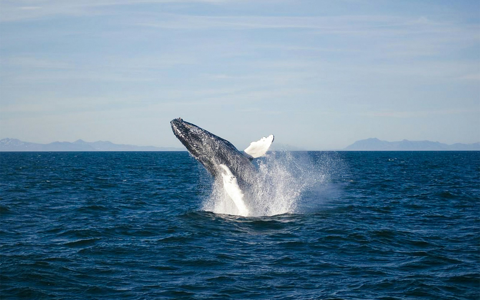 Humpback whales Reykjavik