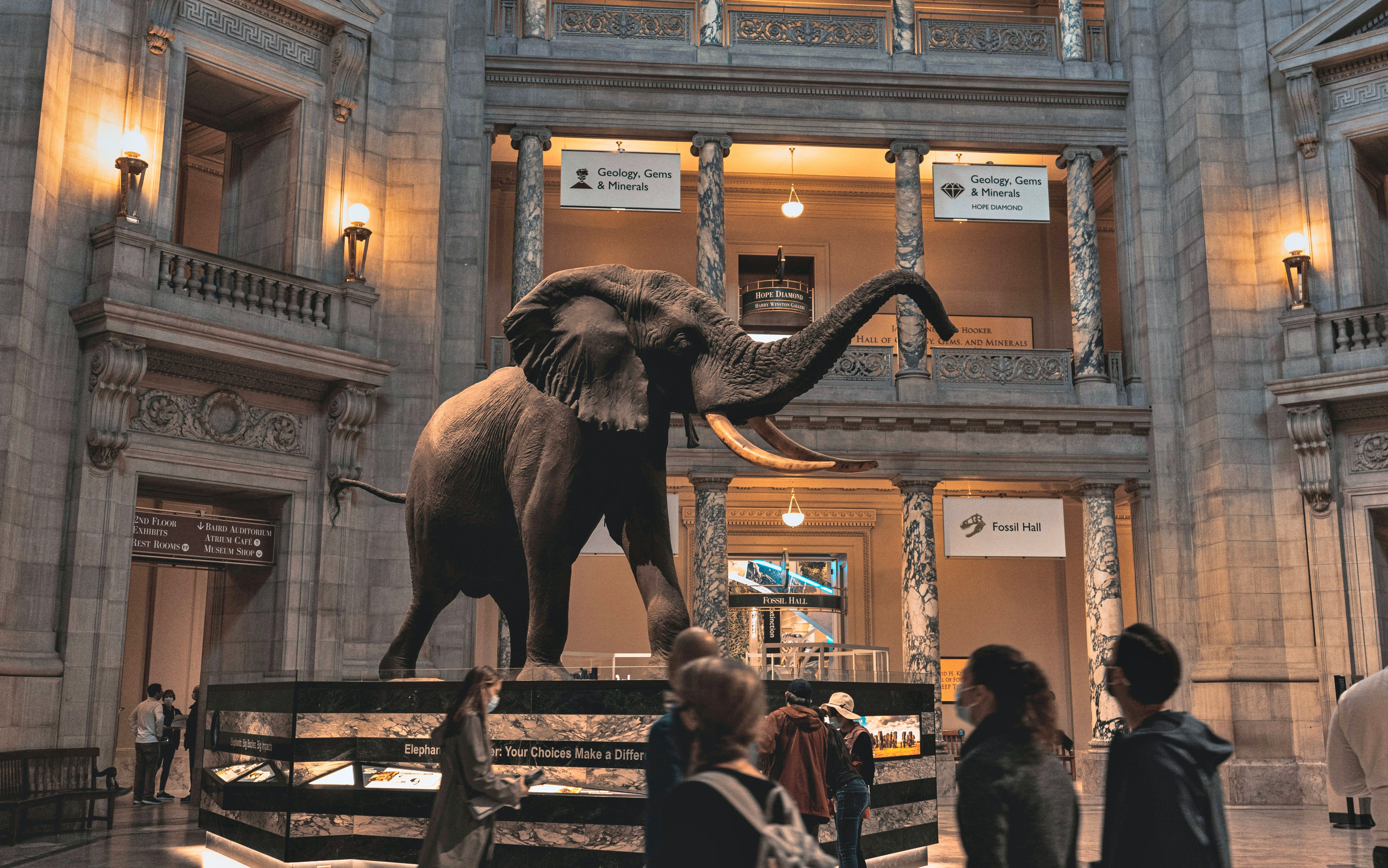 Elephant exhibit at Smithsonian Museum of Natural History, Washington DC, with visitors exploring.