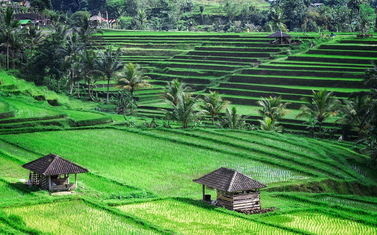 full-day guided tour of unesco world heritage tour in bali-4 full-day guided tour of unesco world heritage tour in bali-4