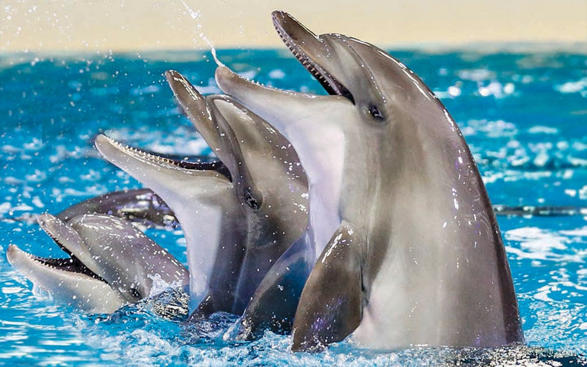 dubai dolphinarium tickets: dolphin & seal show-13 dubai dolphinarium tickets: dolphin & seal show-13