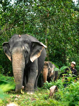 Asian elephants walking in a lush jungle at Phuket Elephant Care.