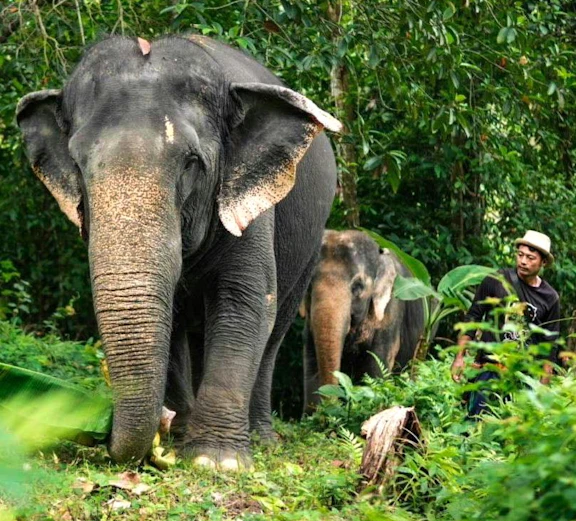 Asian elephants walking in a lush jungle at Phuket Elephant Care.